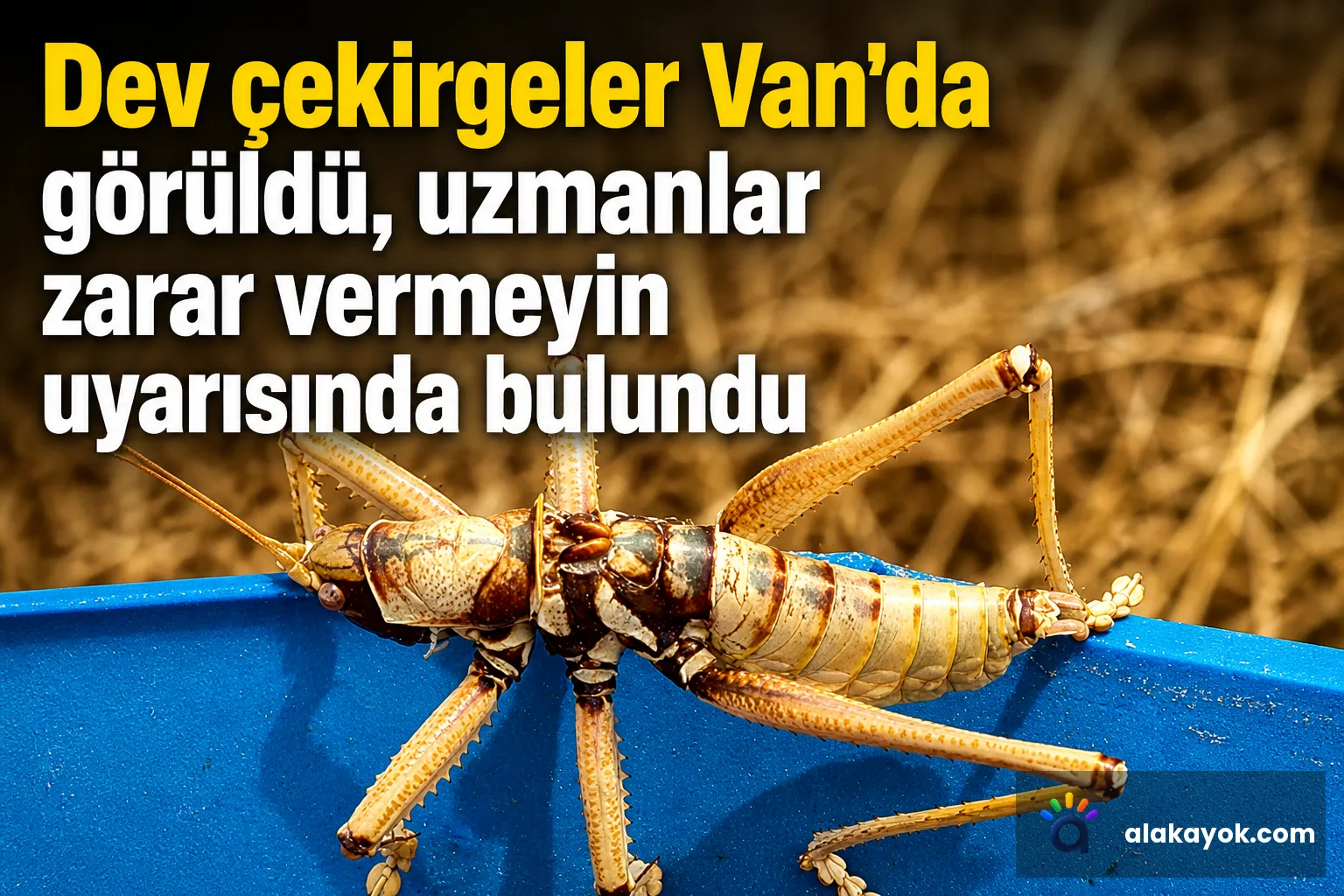 Dev çekirgeler Van'da görüldü, uzmanlar zarar vermeyin uyarısında bulundu