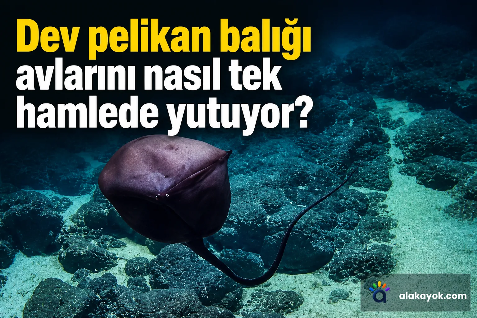 Dev pelikan balığı avlarını nasıl tek hamlede yutuyor?