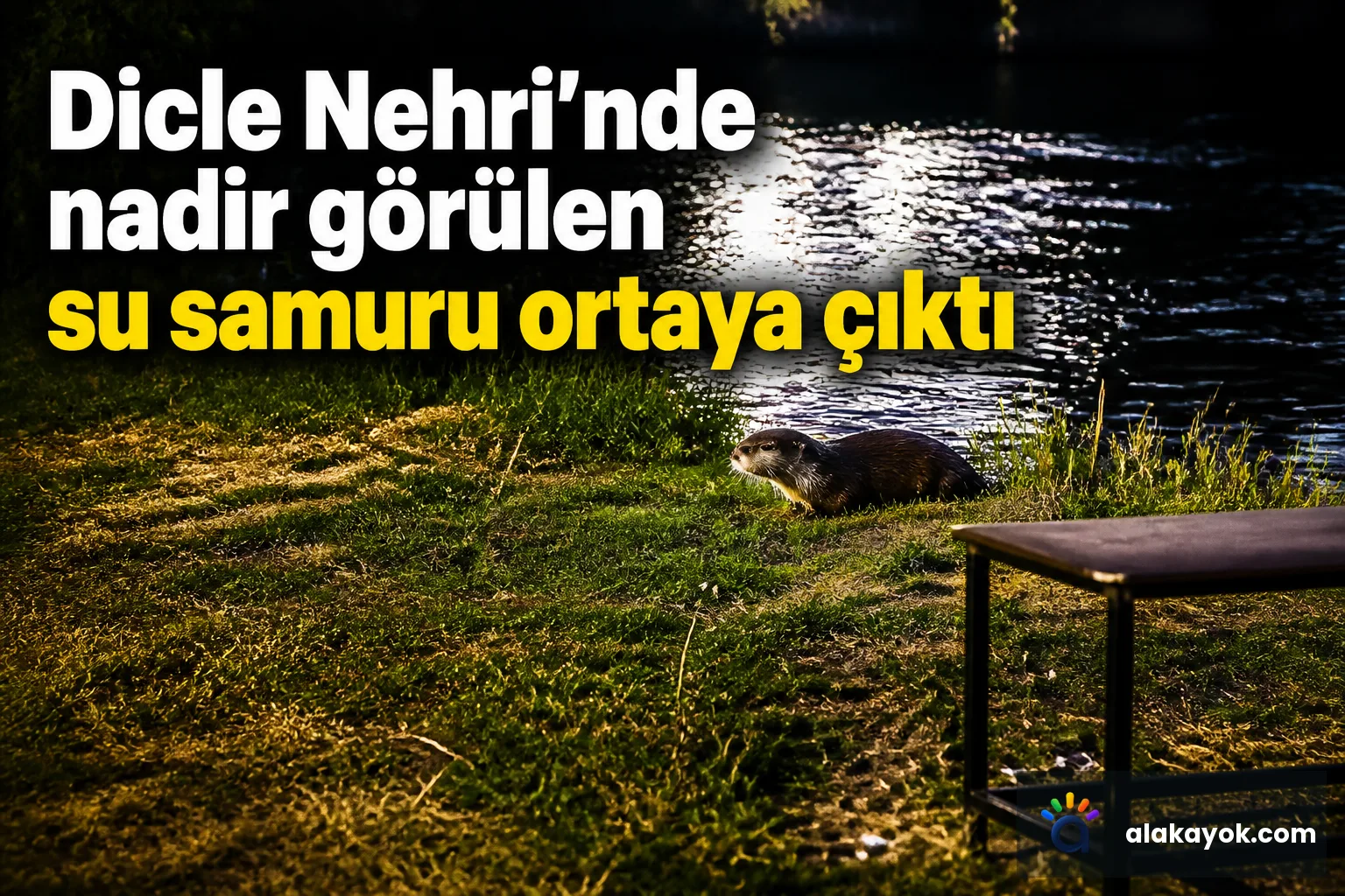 Dicle Nehri'nde nadir görülen su samuru ortaya çıktı