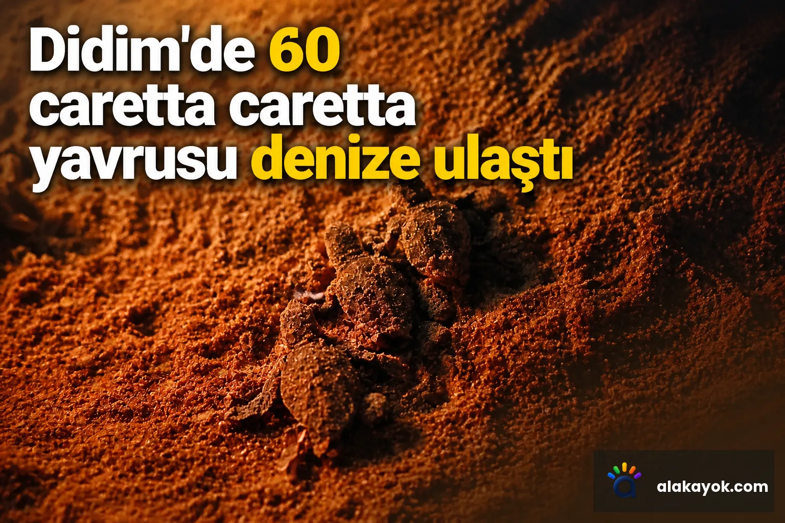 Didim'de 60 caretta caretta yavrusu denize ulaştı