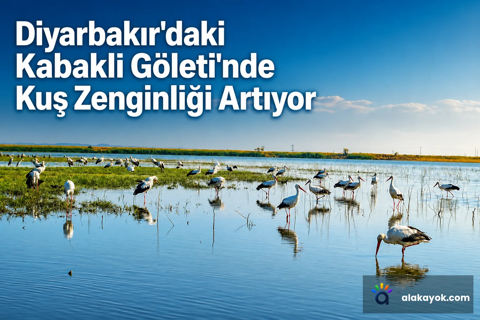 Diyarbakır'daki Kabaklı Göleti'nde Kuş Zenginliği Artıyor