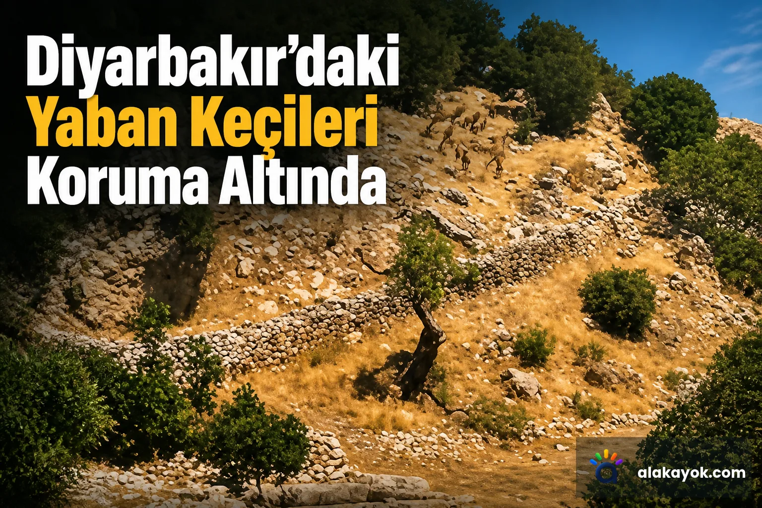 Diyarbakır'daki Yaban Keçileri Koruma Altında
