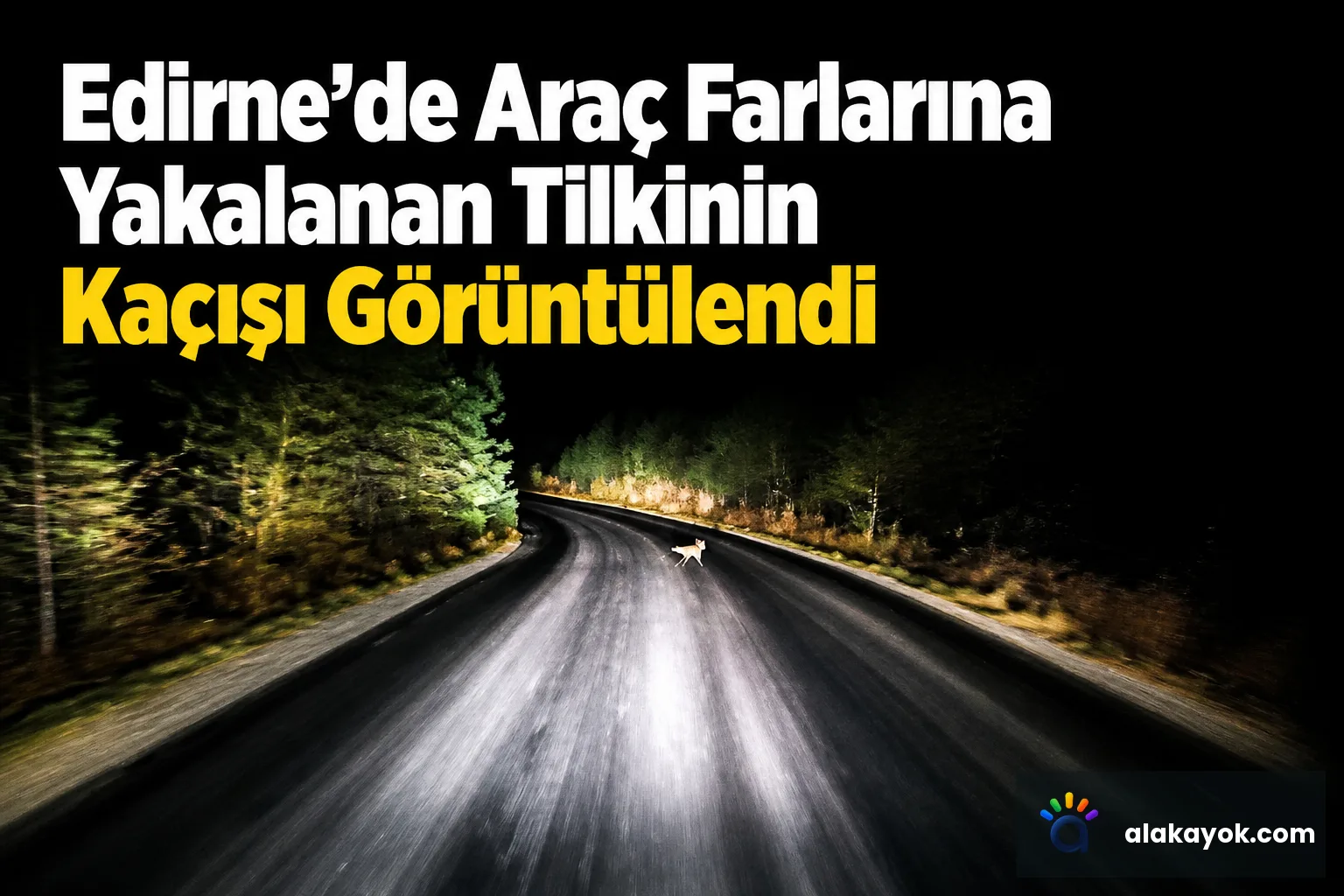 Edirne'de Araç Farlarına Yakalanan Tilkinin Kaçışı Görüntülendi