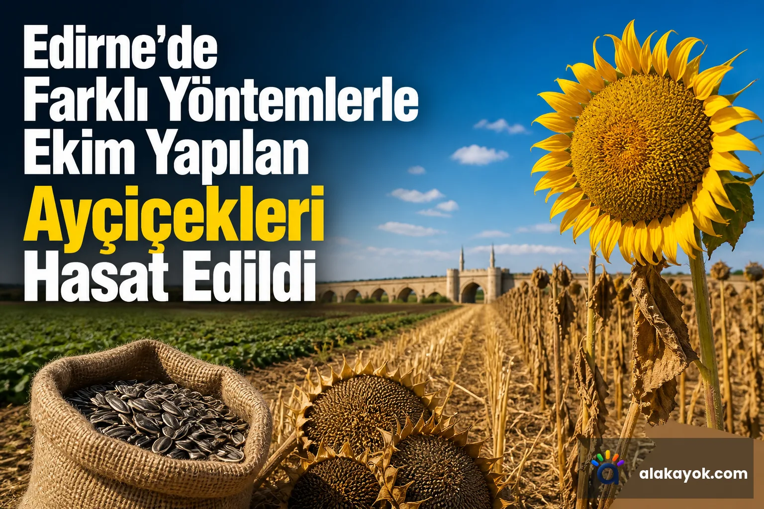 Edirne'de Farklı Yöntemlerle Ekim Yapılan Ayçiçekleri Hasat Edildi