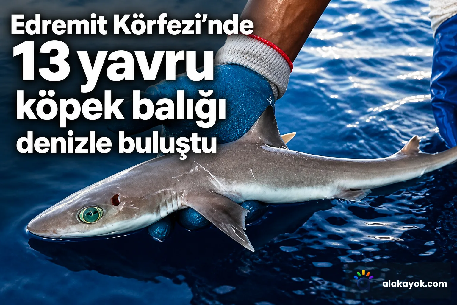 Edremit Körfezi'nde 13 yavru köpek balığı denizle buluştu