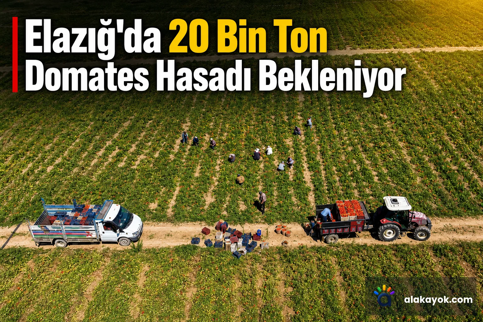 Elazığ'da 20 Bin Ton Domates Hasadı Bekleniyor