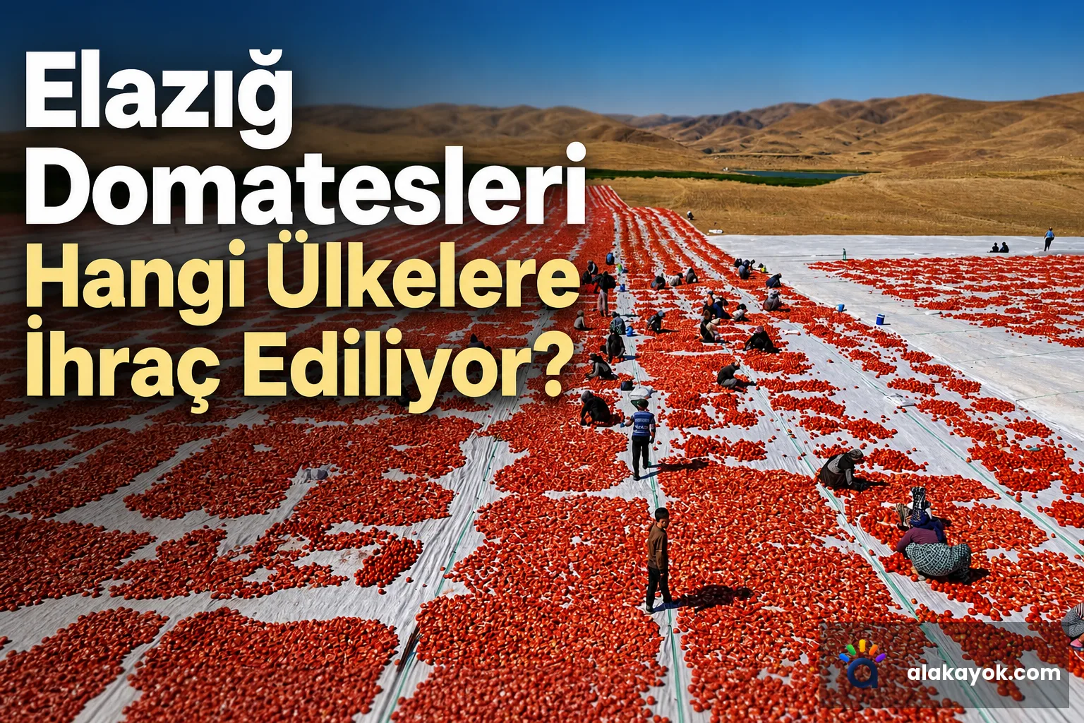 Elazığ Domatesleri Hangi Ülkelere İhraç Ediliyor?