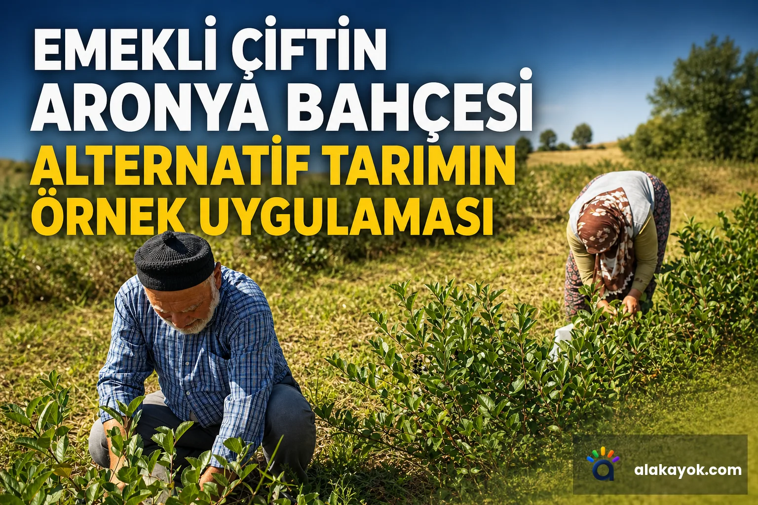Emekli Çiftin Aronya Bahçesi Alternatif Tarımın Örnek Uygulaması