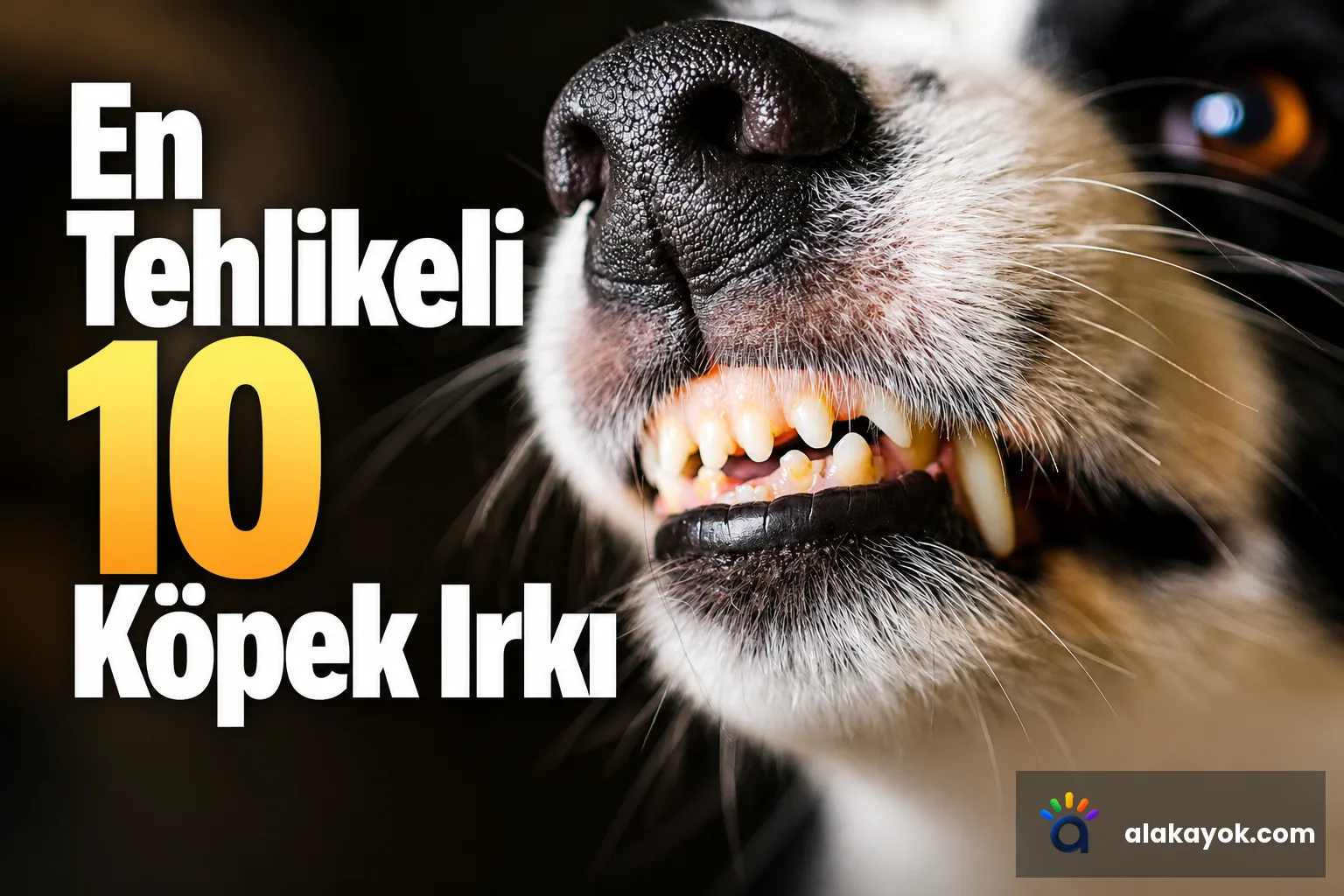 En Tehlikeli 10 Köpek Irkı