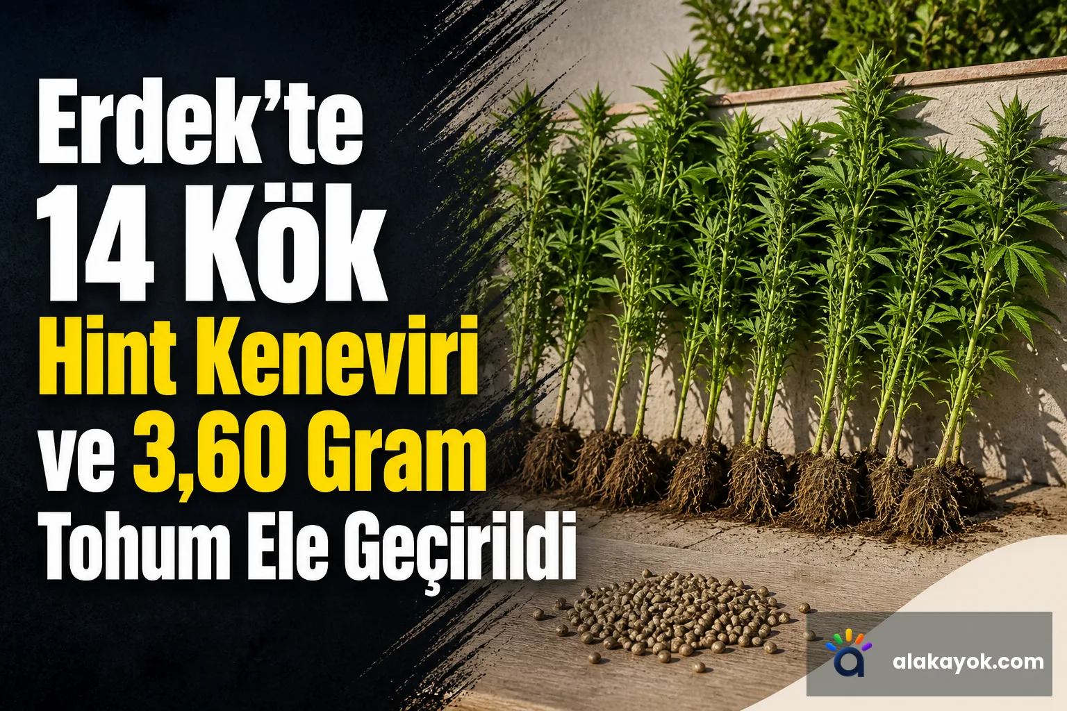 Erdek'te 14 Kök Hint Keneviri ve 3,60 Gram Tohum Ele Geçirildi