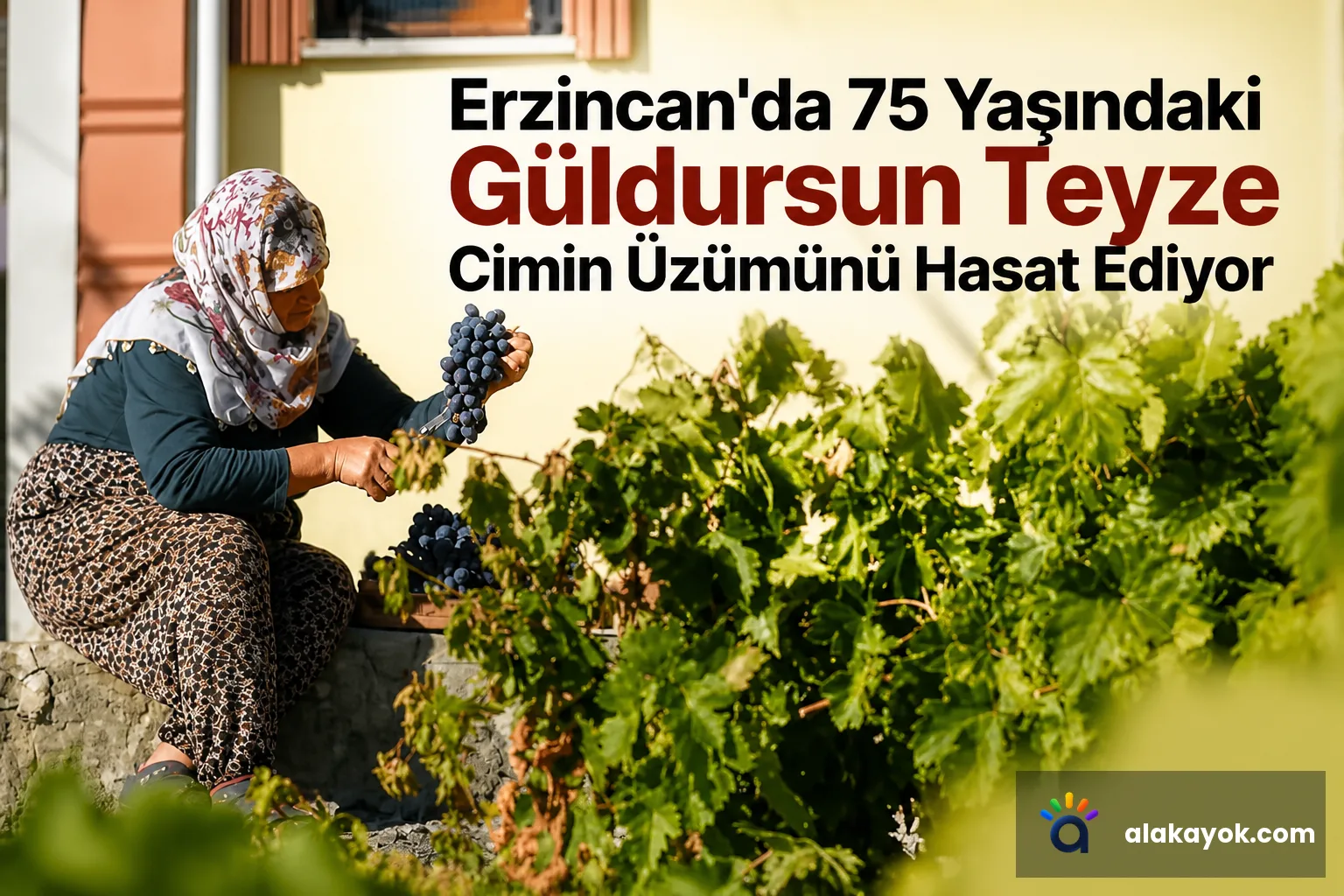 Erzincan'da 75 Yaşındaki Güldursun Teyze Cimin Üzümünü Hasat Ediyor
