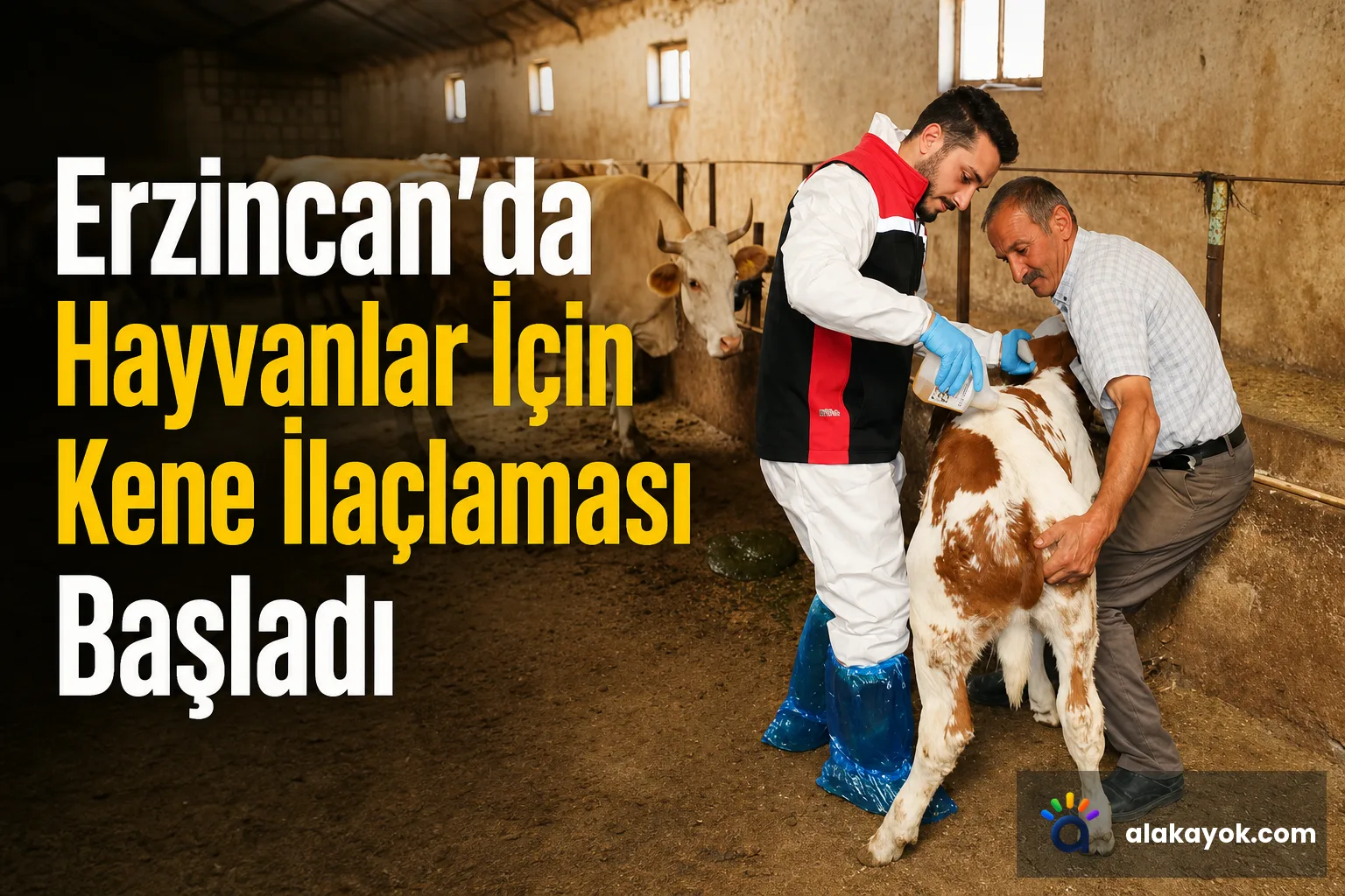 Erzincan'da Hayvanlar İçin Kene İlaçlaması Başladı