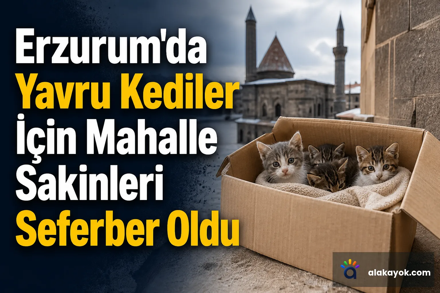 Erzurum'da Yavru Kediler İçin Mahalle Sakinleri Seferber Oldu