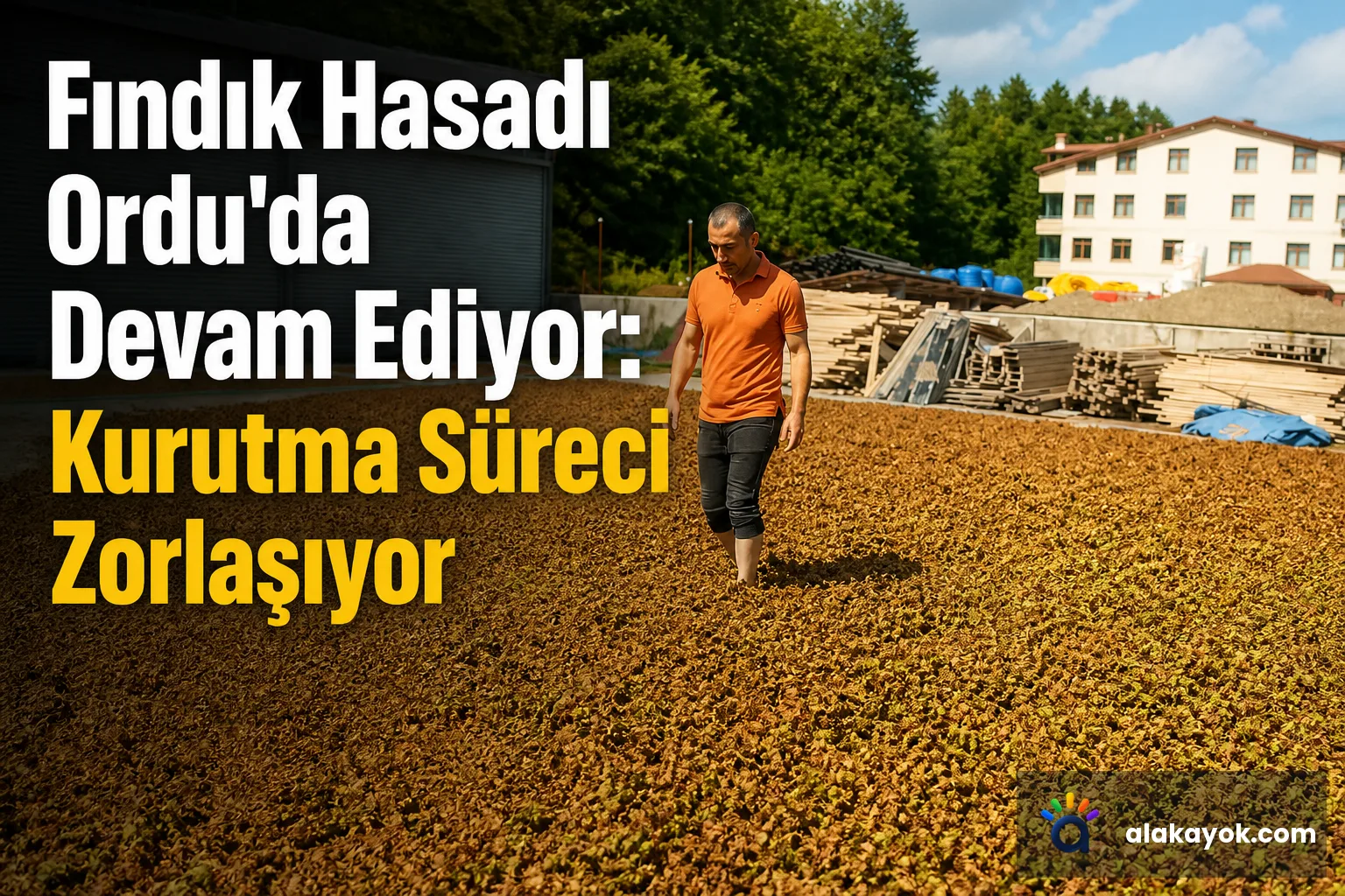 Fındık Hasadı Ordu'da Devam Ediyor: Kurutma Süreci Zorlaşıyor