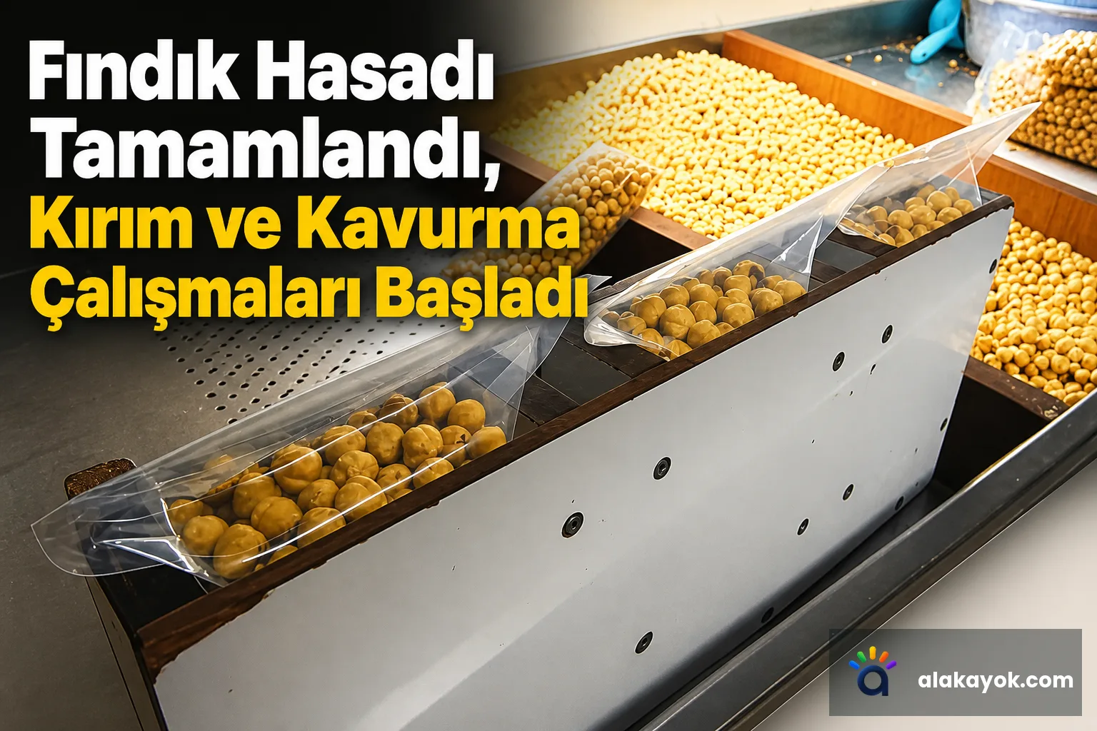 Fındık Hasadı Tamamlandı, Kırım ve Kavurma Çalışmaları Başladı