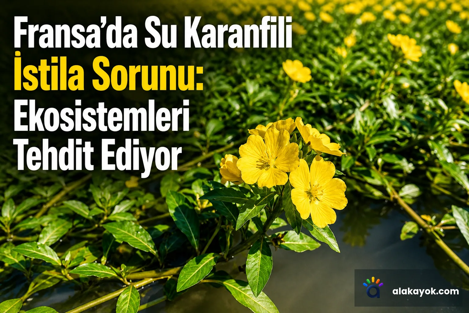 Fransa'da Su Karanfili İstila Sorunu: Ekosistemleri Tehdit Ediyor
