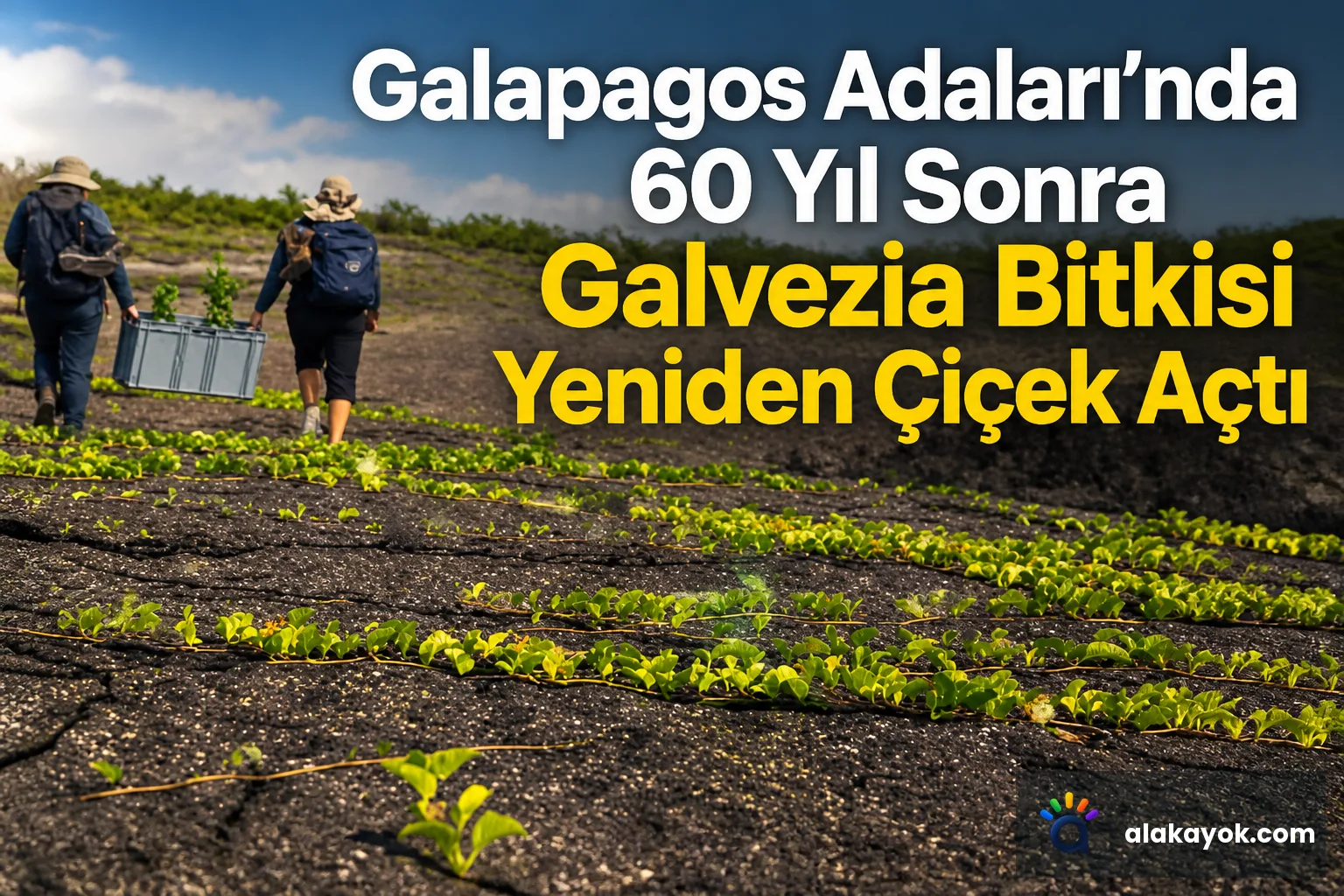 Galapagos Adaları'nda 60 Yıl Sonra Galvezia Bitkisi Yeniden Çiçek Açtı