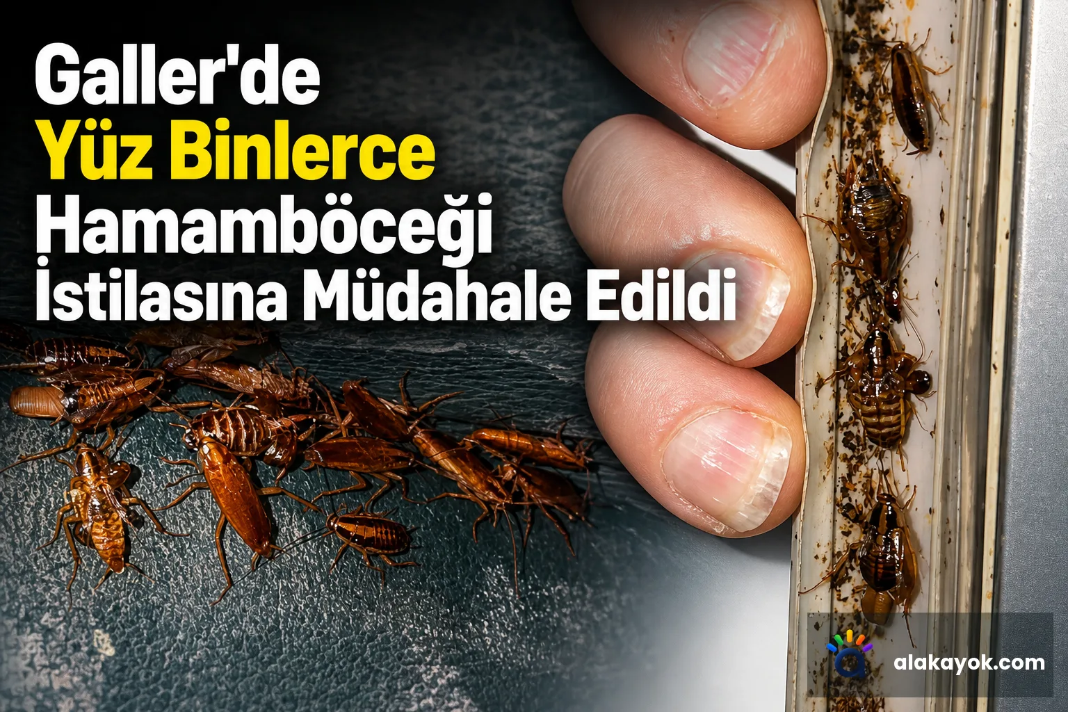 Galler'de Yüz Binlerce Hamamböceği İstilasına Müdahale Edildi