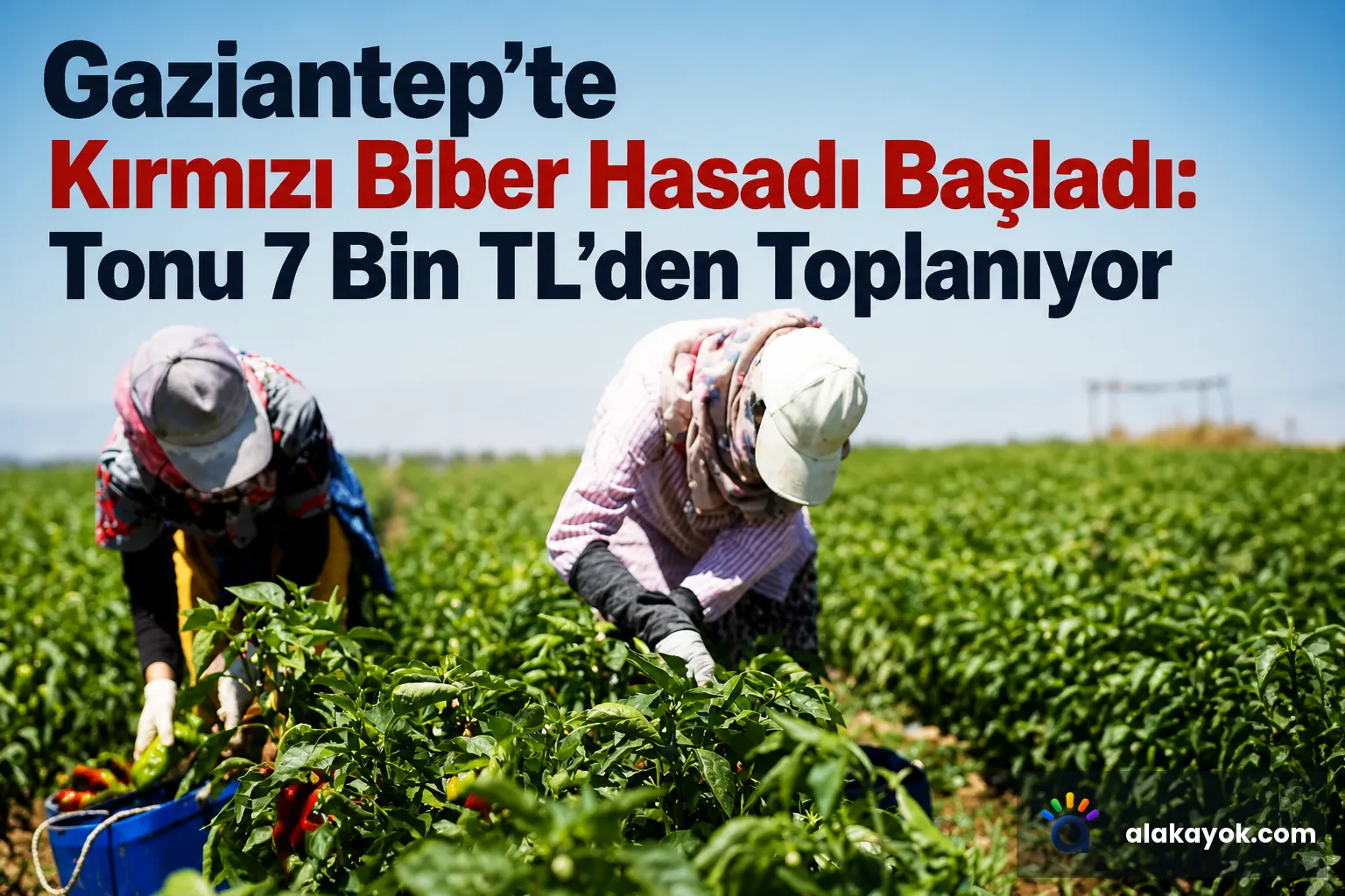 Gaziantep'te Kırmızı Biber Hasadı Başladı: Tonu 7 Bin TL'den Toplanıyor