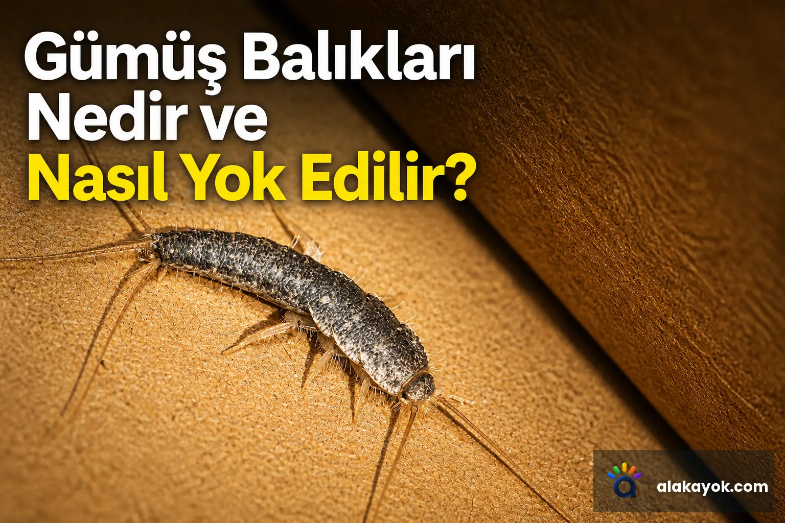 Gümüş Balıkları Nedir ve Nasıl Yok Edilir?