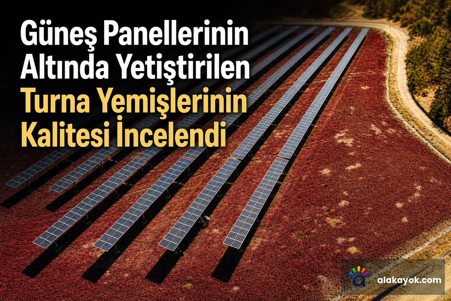 Güneş Panellerinin Altında Yetiştirilen Turna Yemişlerinin Kalitesi İncelendi