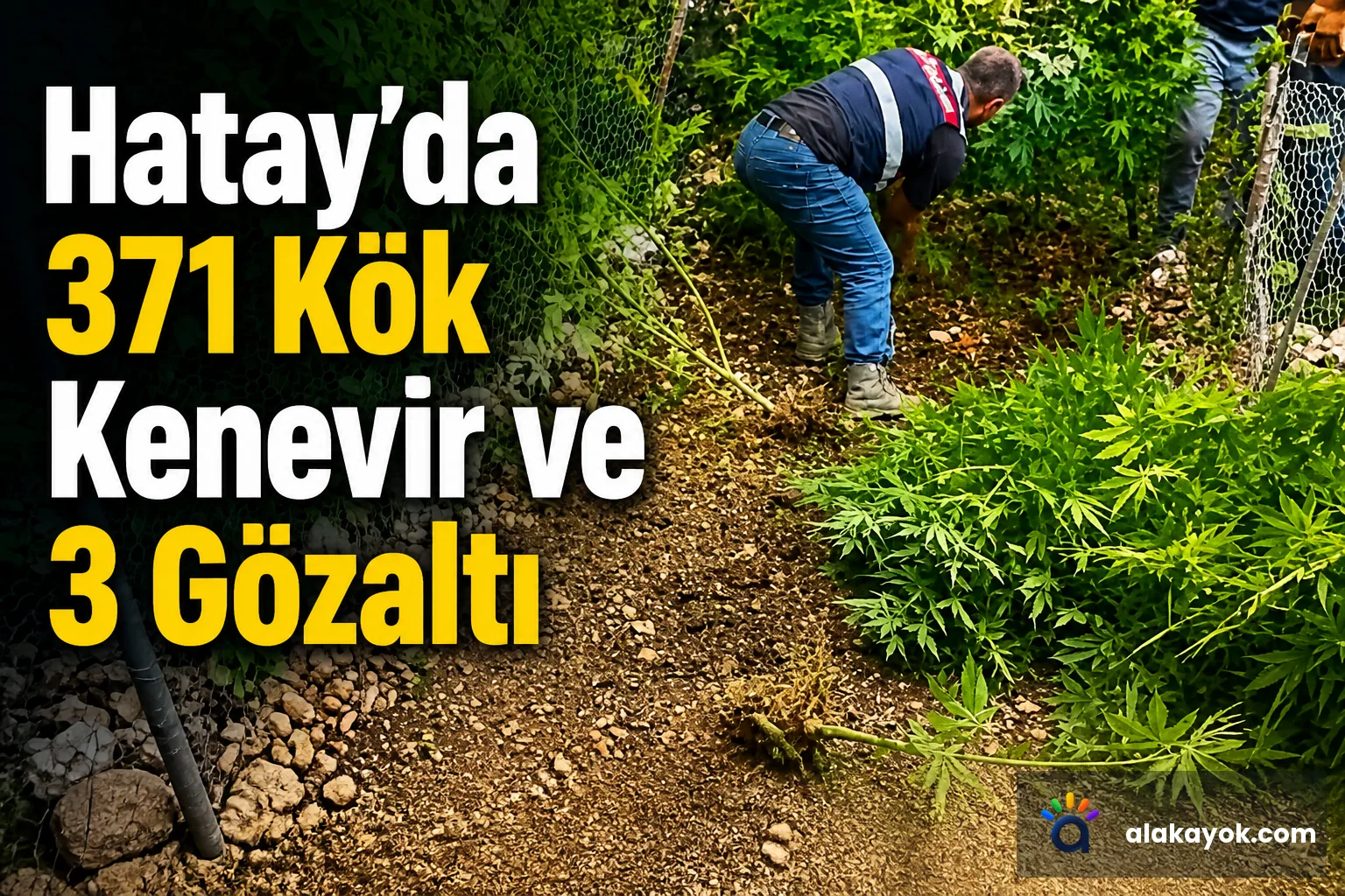 Hatay'da 371 Kök Kenevir ve 3 Gözaltı