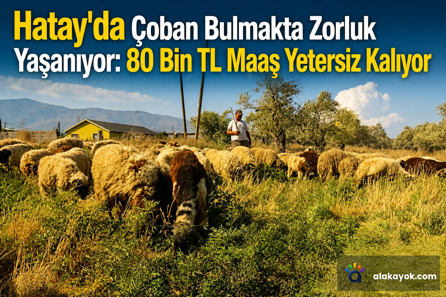 Hatay'da Çoban Bulmakta Zorluk Yaşanıyor: 80 Bin TL Maaş Yetersiz Kalıyor