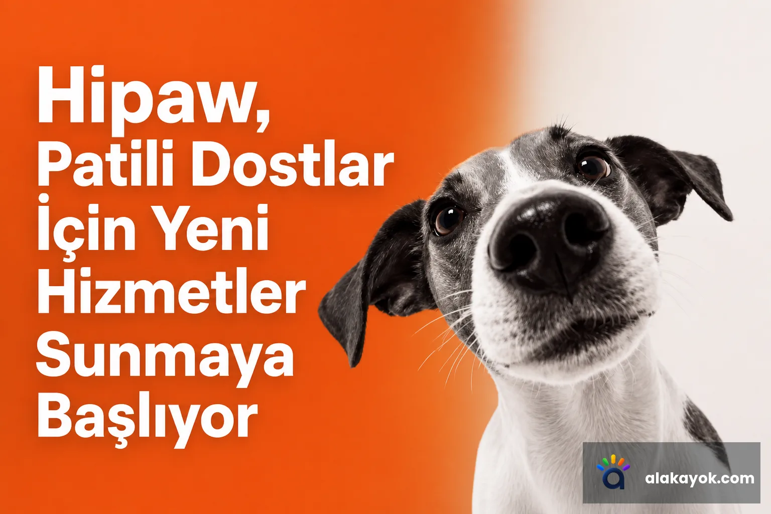 Hipaw, Patili Dostlar İçin Yeni Hizmetler Sunmaya Başlıyor