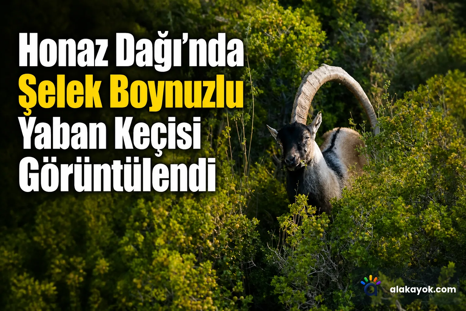 Honaz Dağı'nda Şelek Boynuzlu Yaban Keçisi Görüntülendi