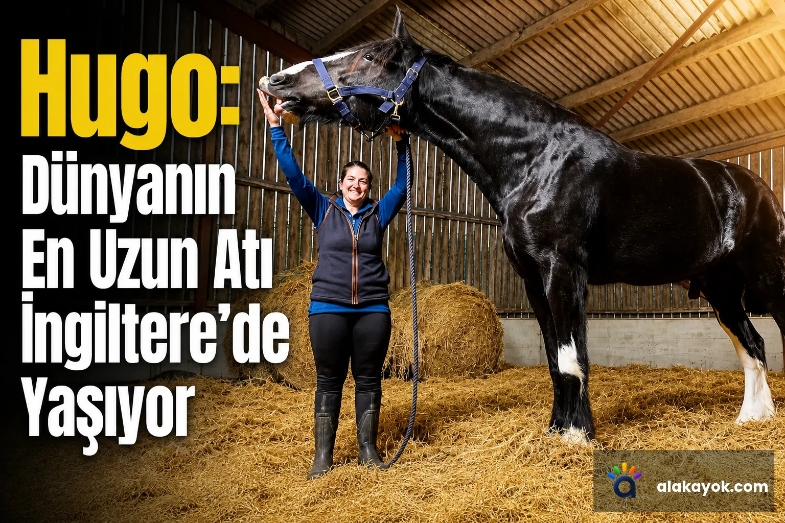 Hugo: Dünyanın En Uzun Atı İngiltere'de Yaşıyor