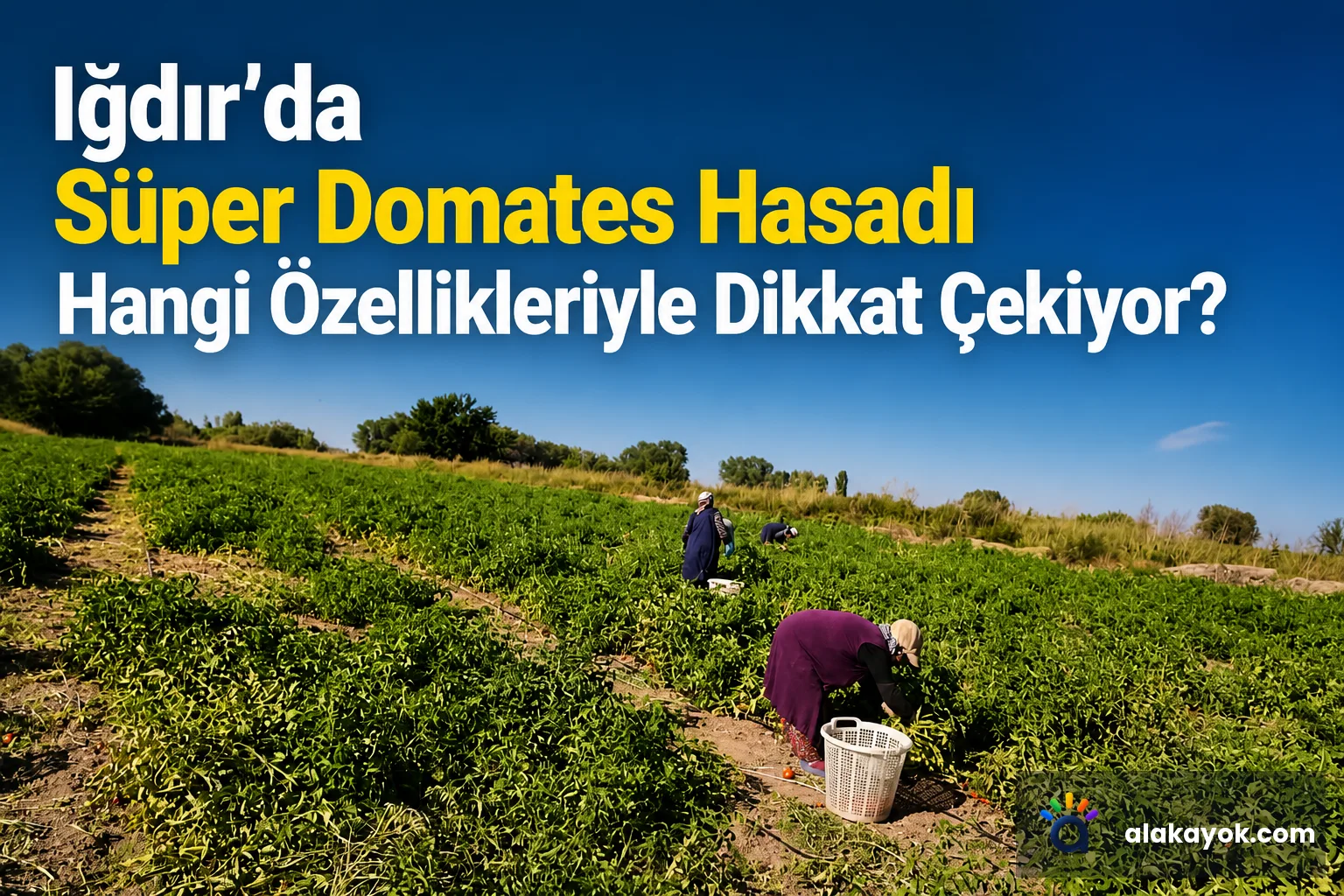 Iğdır'da Süper Domates Hasadı Hangi Özellikleriyle Dikkat Çekiyor?