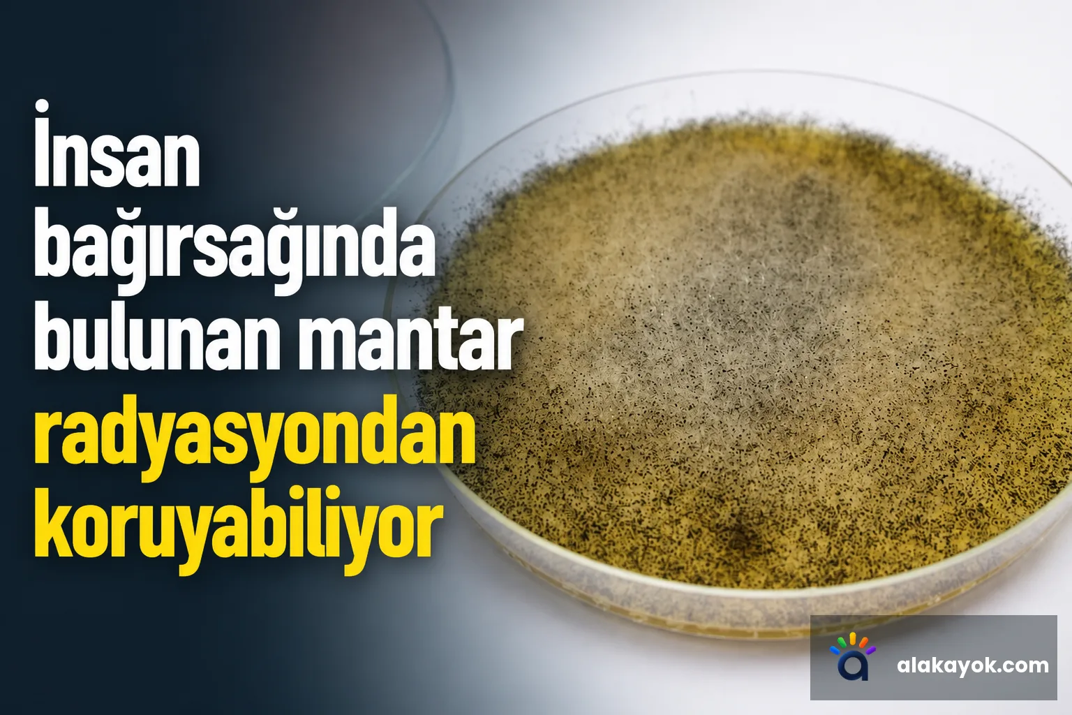İnsan bağırsağında bulunan mantar radyasyondan koruyabiliyor