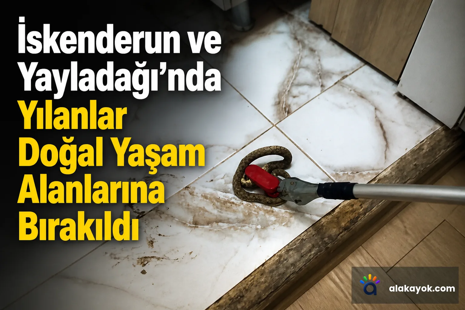 İskenderun ve Yayladağı'nda Yılanlar Doğal Yaşam Alanlarına Bırakıldı