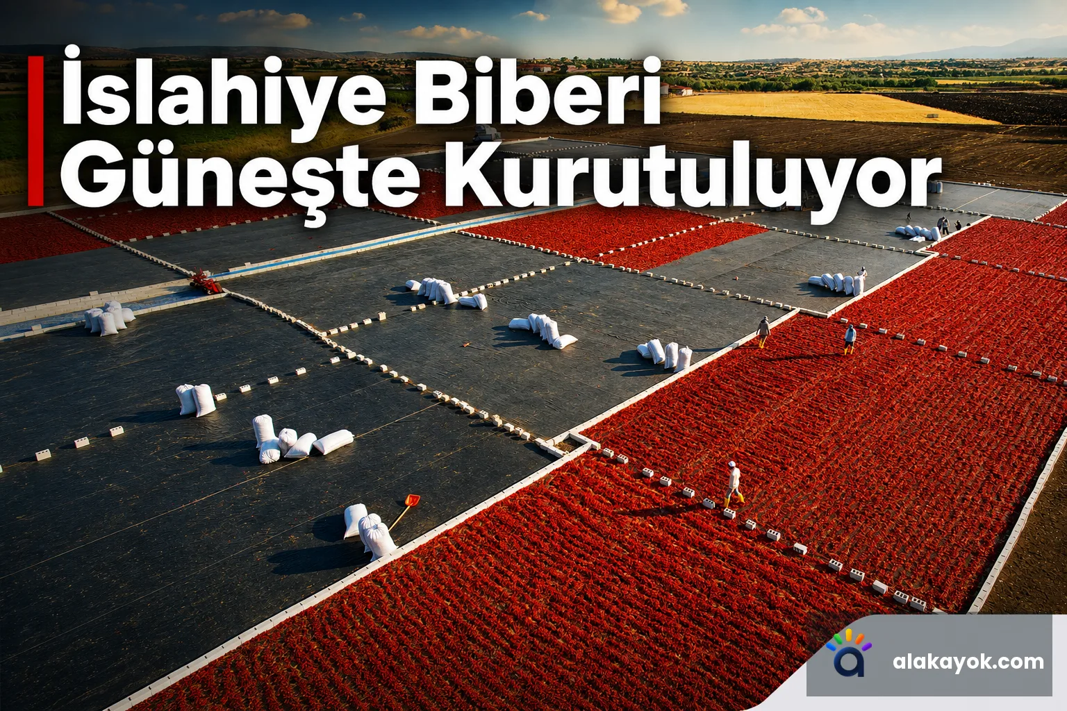 İslahiye Biberi Güneşte Kurutuluyor