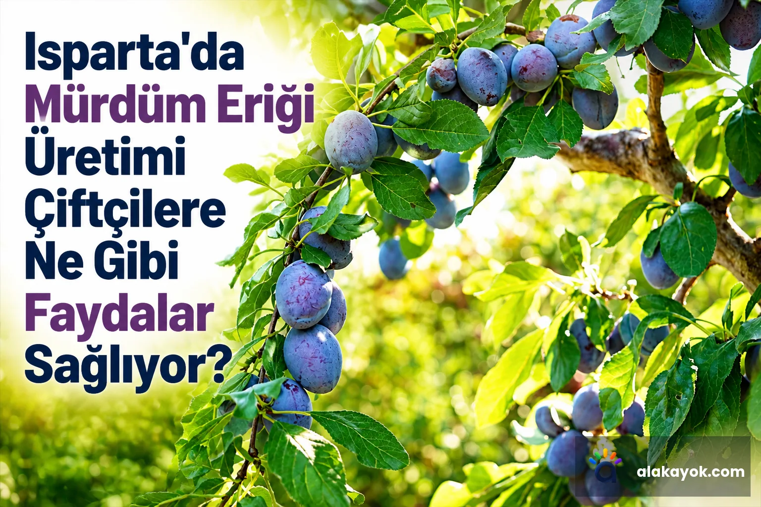Isparta'da Mürdüm Eriği Üretimi Çiftçilere Ne Gibi Faydalar Sağlıyor?