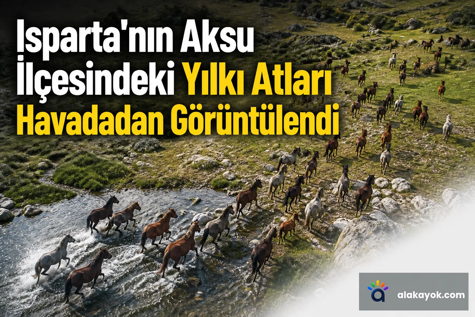 Isparta'nın Aksu İlçesindeki Yılkı Atları Havadadan Görüntülendi