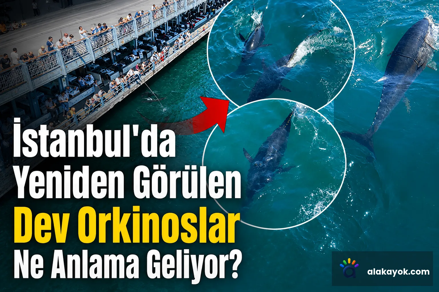 İstanbul'da Yeniden Görülen Dev Orkinoslar Ne Anlama Geliyor?
