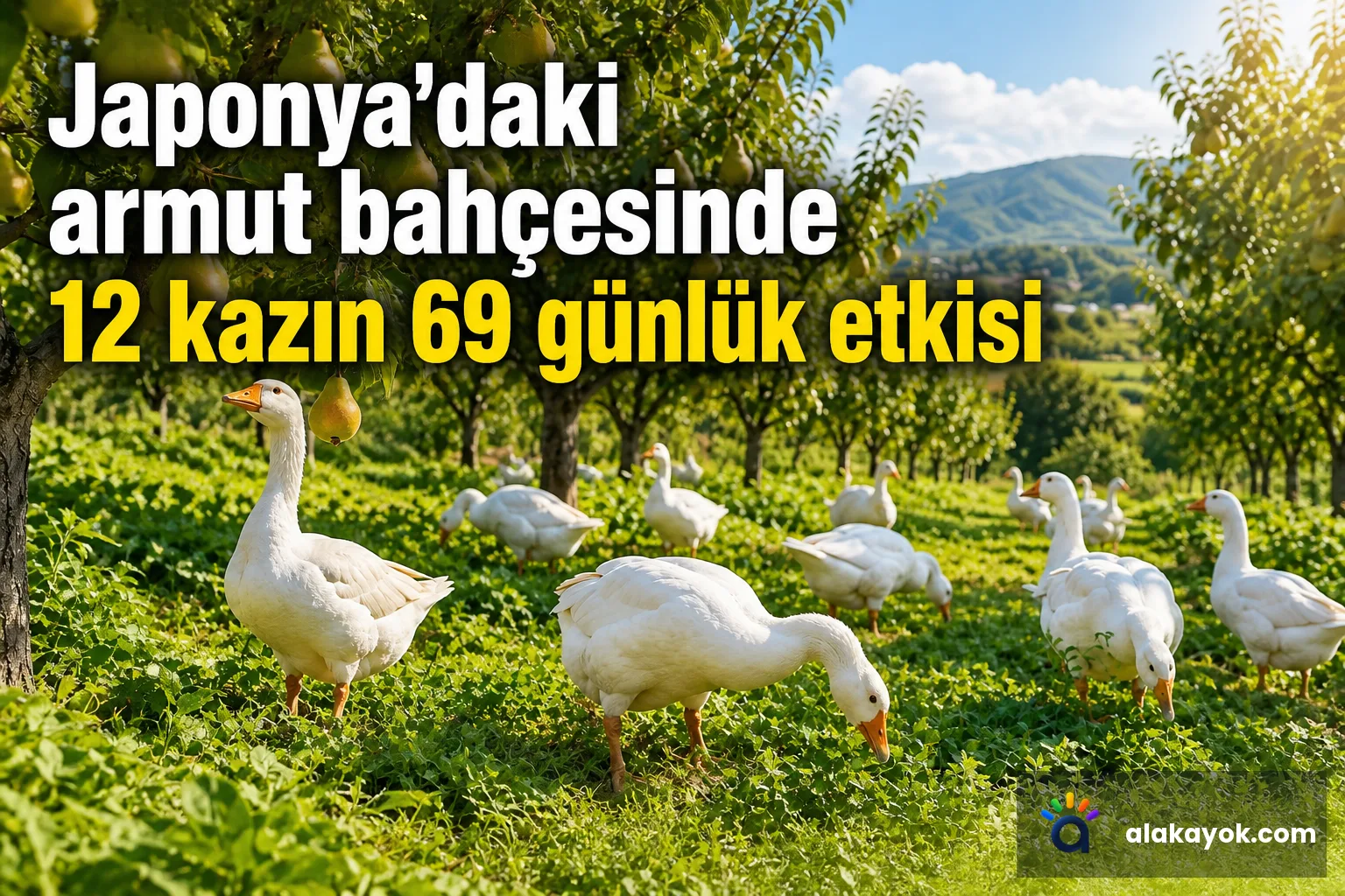 Japonya'daki armut bahçesinde 12 kazın 69 günlük etkisi
