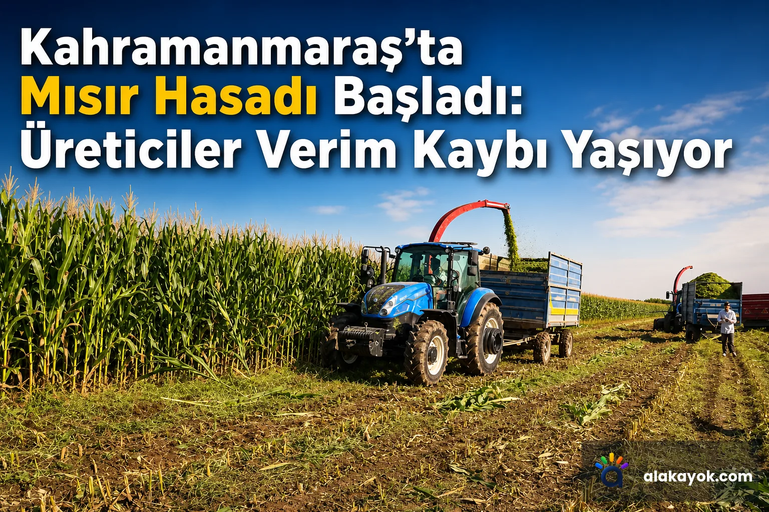 Kahramanmaraş'ta Mısır Hasadı Başladı: Üreticiler Verim Kaybı Yaşıyor