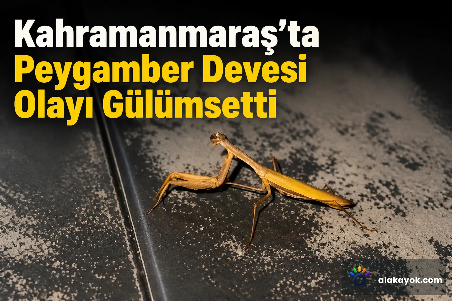 Kahramanmaraş'ta Peygamber Devesi Olayı Gülümsetti