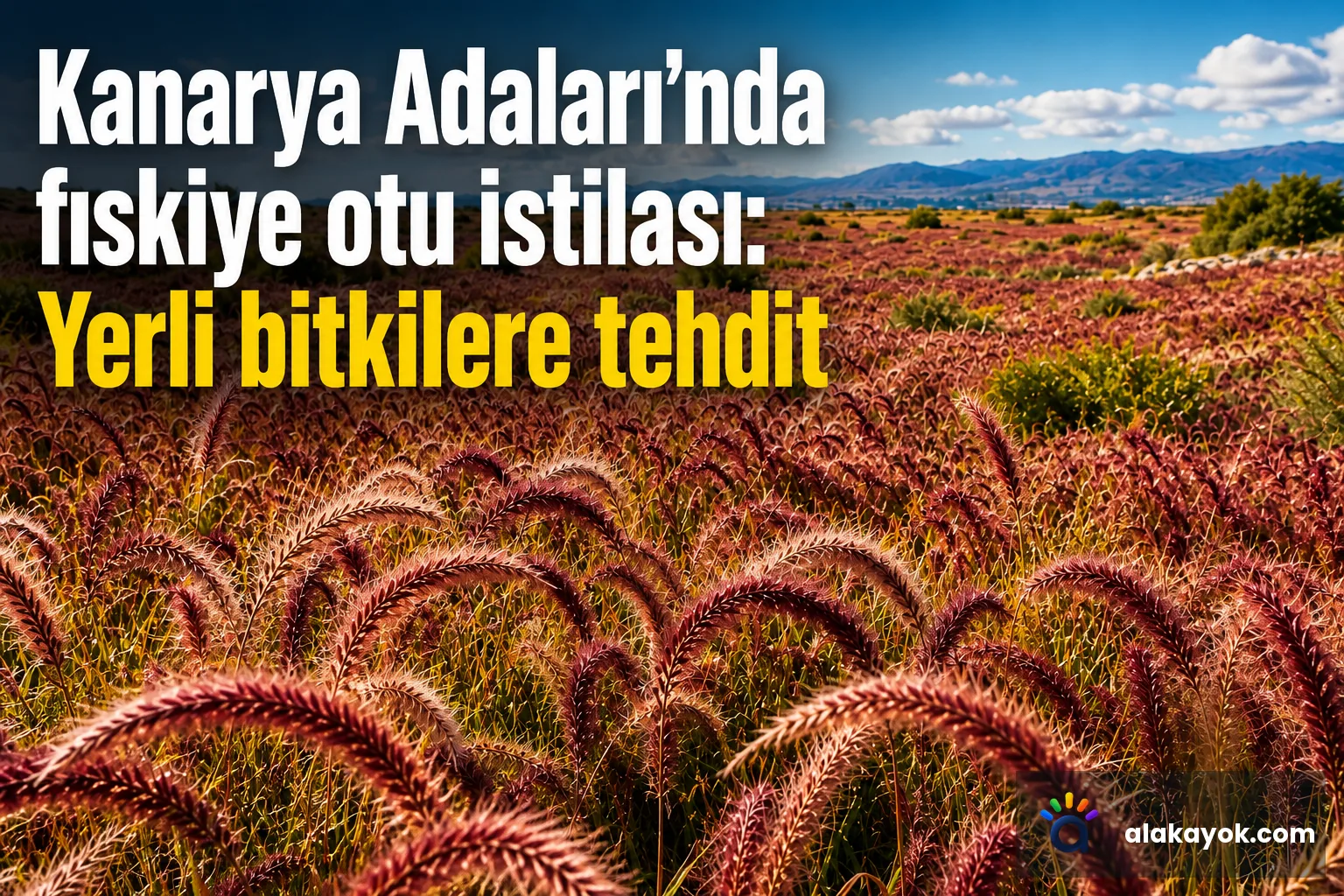 Kanarya Adaları'nda fıskiye otu istilası: Yerli bitkilere tehdit
