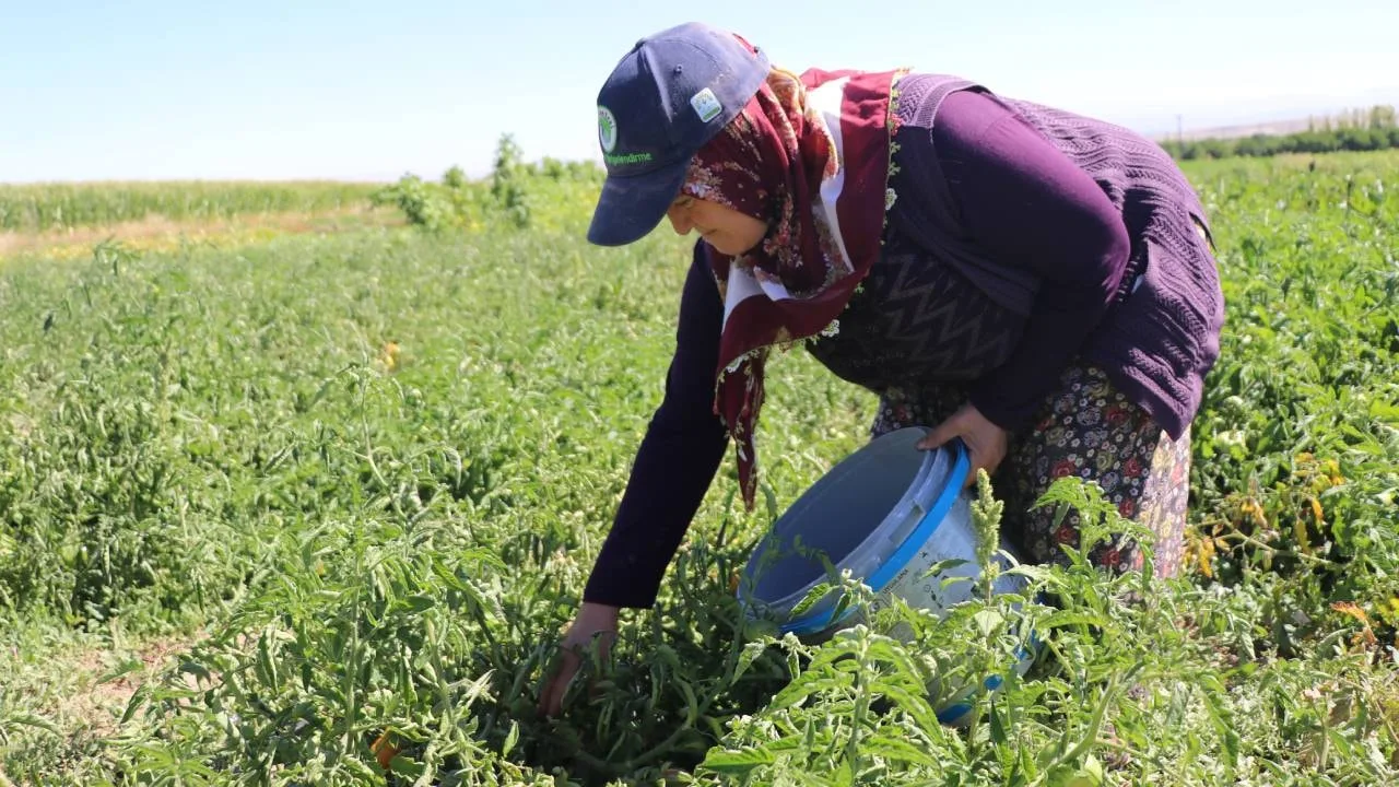 Karahıdır Domatesi: Eşsiz Lezzetiyle Hasat Zamanı