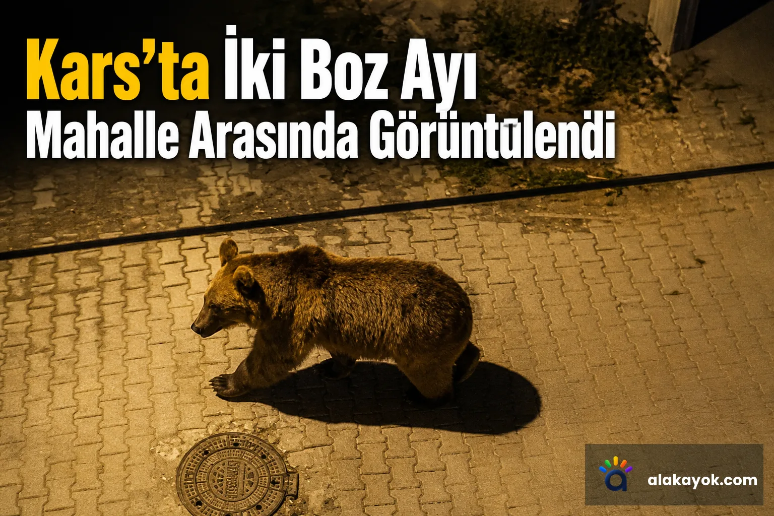 Kars'ta İki Boz Ayı Mahalle Arasında Görüntülendi