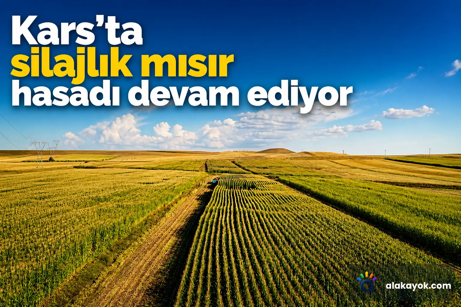 Kars'ta silajlık mısır hasadı devam ediyor