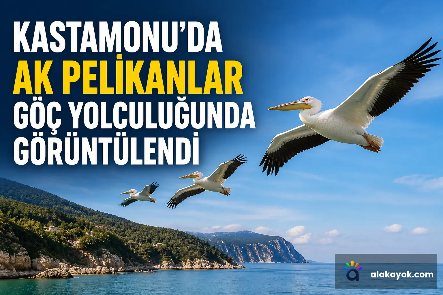 Kastamonu'da Ak Pelikanlar Göç Yolculuğunda Görüntülendi
