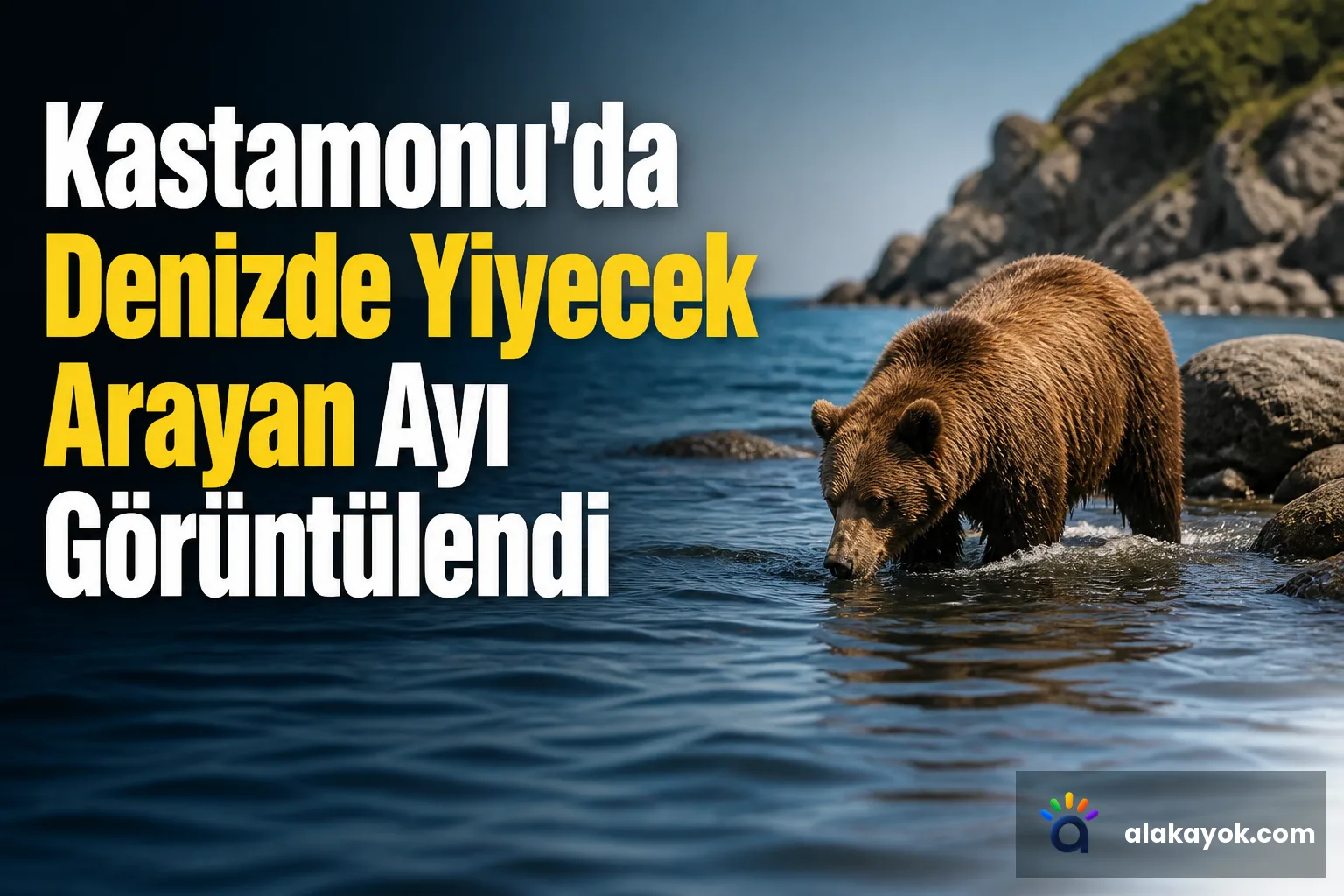 Kastamonu'da Denizde Yiyecek Arayan Ayı Görüntülendi