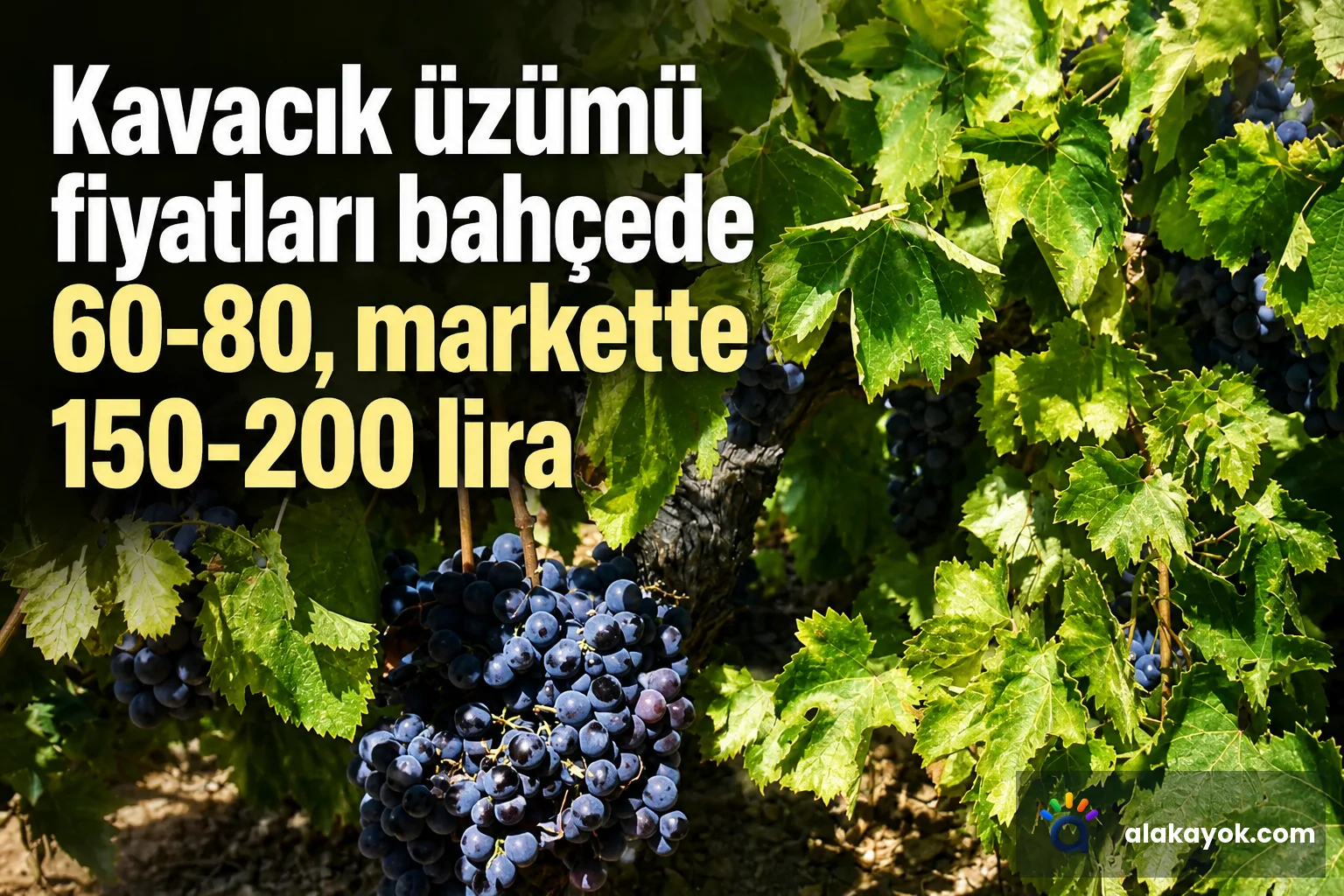Kavacık üzümü fiyatları bahçede 60-80, markette 150-200 lira