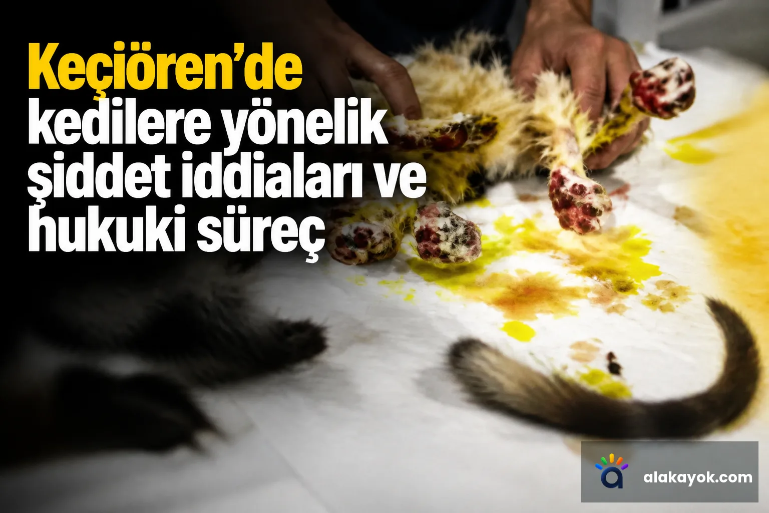 Keçiören'de kedilere yönelik şiddet iddiaları ve hukuki süreç
