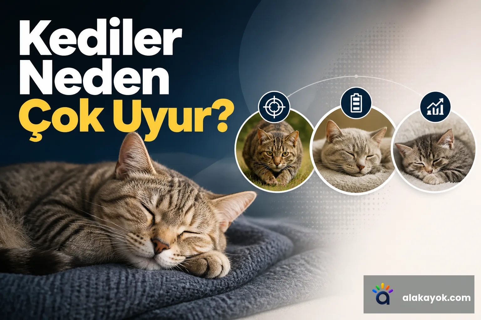 Kediler Neden Çok Uyur?
