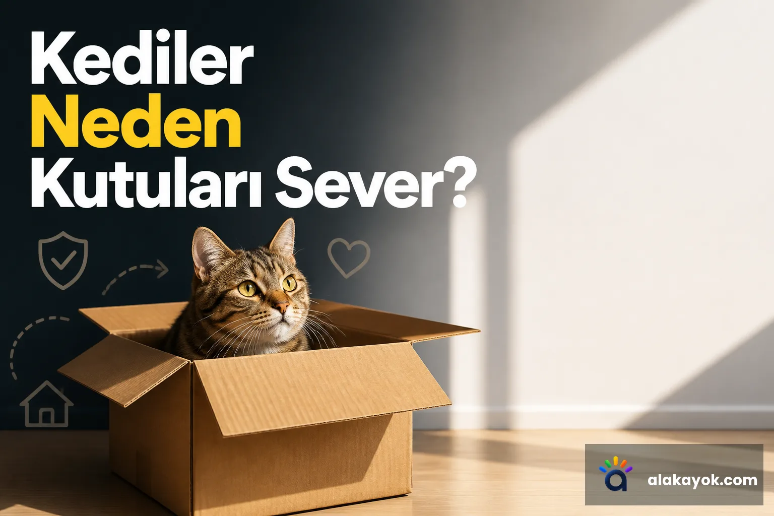 Kediler Neden Kutuları Sever?